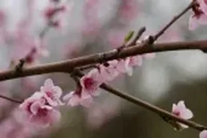 벚꽃