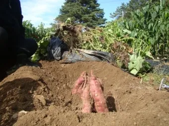 중부지방 고구마 수확시기 핵심 체크_7