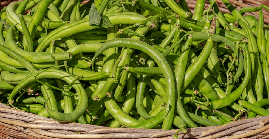 바구니에 담겨 있는 콩