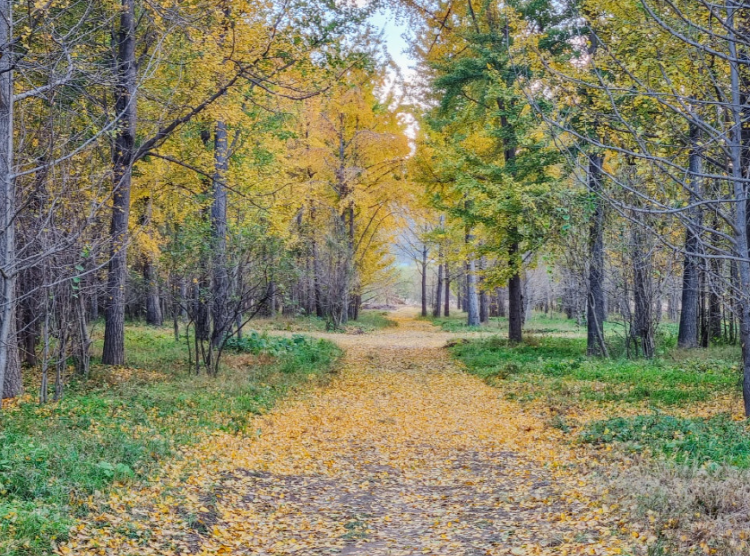 고령 은행나무숲