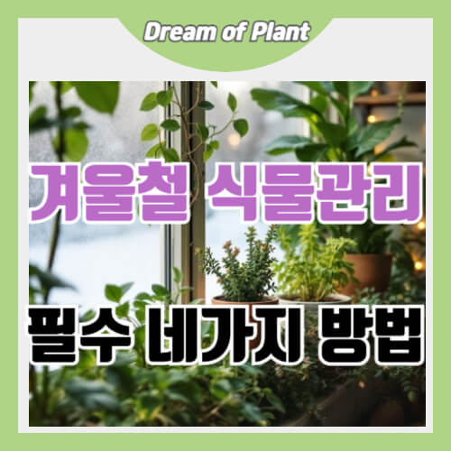 겨울철 식물관리 방법 썸네일 이미지