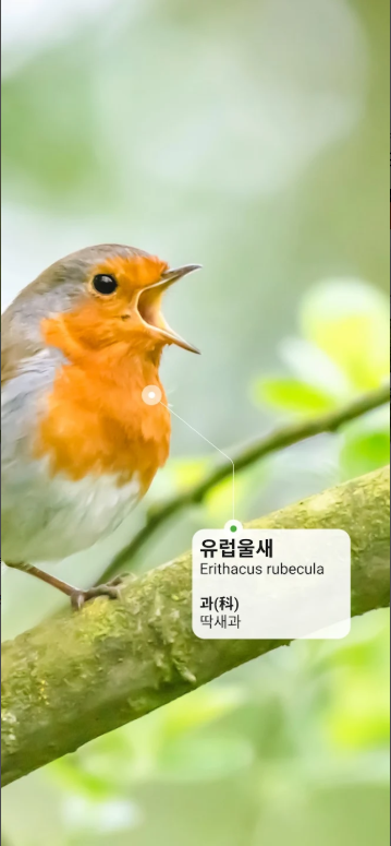 조류 이름 찾기 어플, 새 이름 검색하기, 조류 식별, Picture Bird