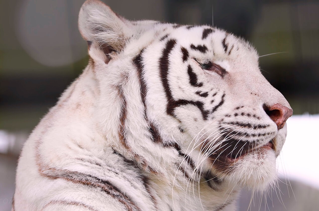 백호 꿈의 감정