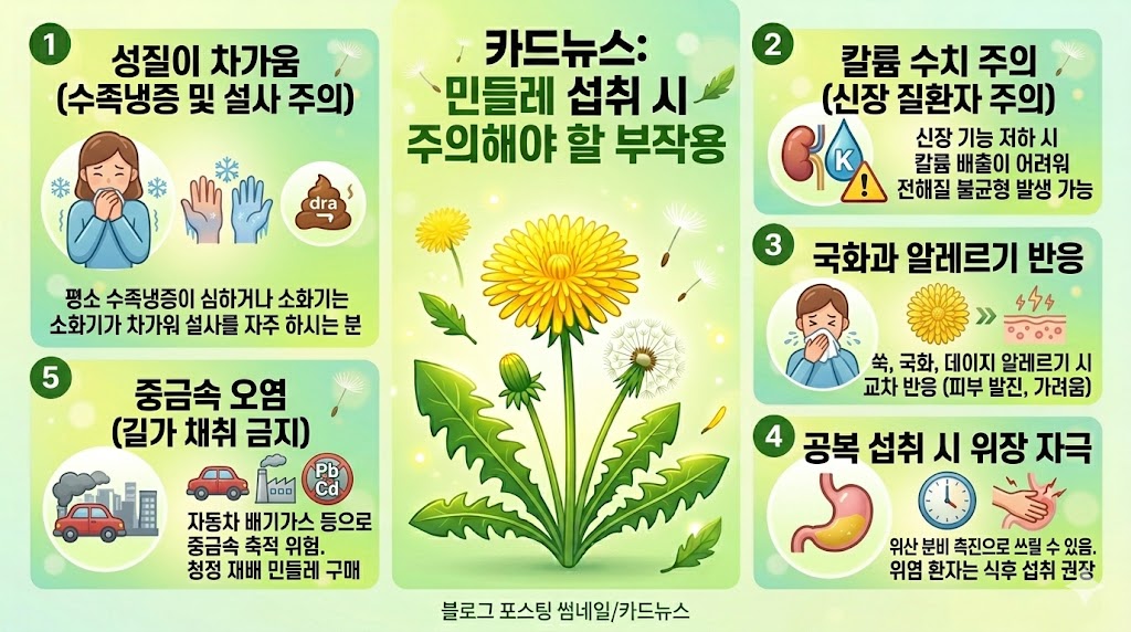 민들레 효능