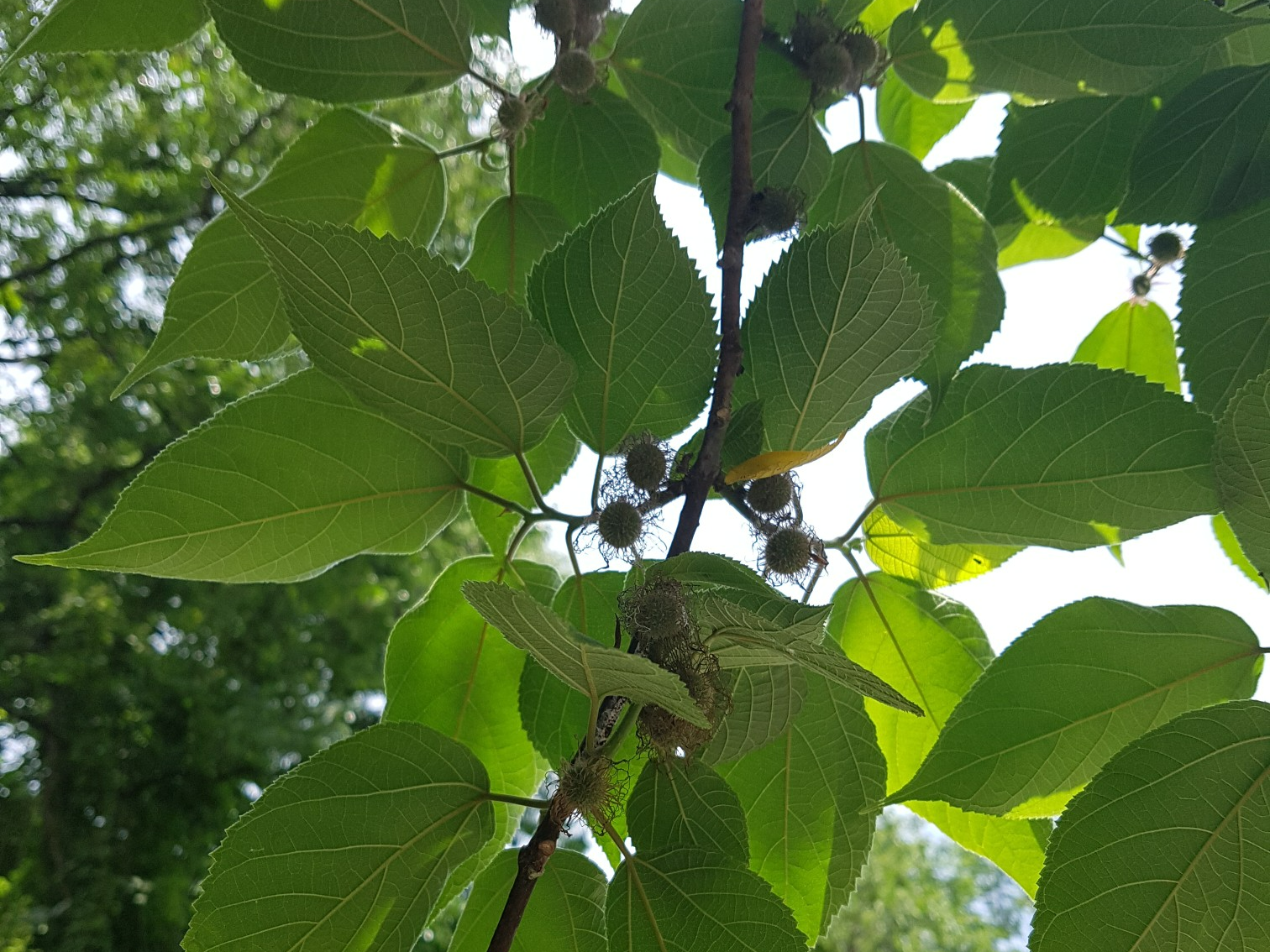 전통을 잇는 나무 닥나무