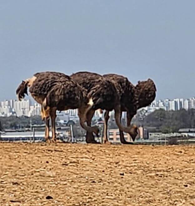 안성팜랜드 타조 사진