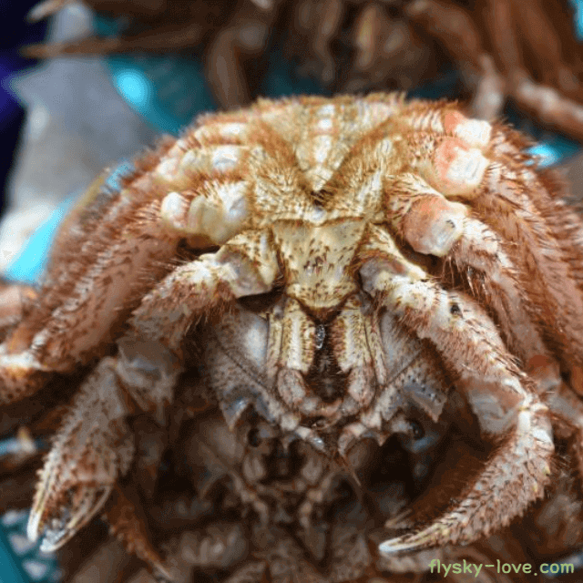 바다의 왕밤송이 털게