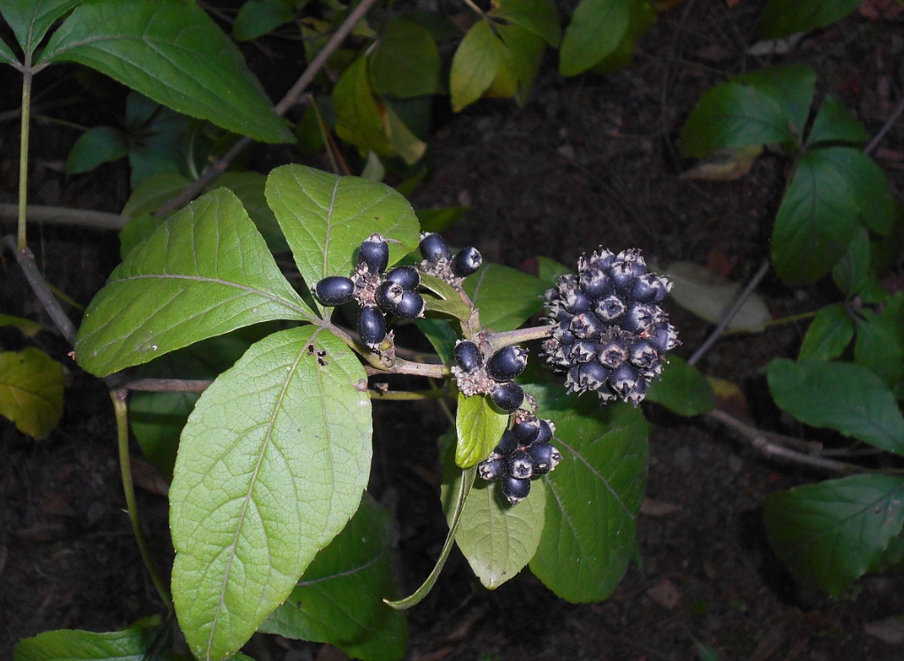 오가피 효능과 요리 방법 - wikipedia.org