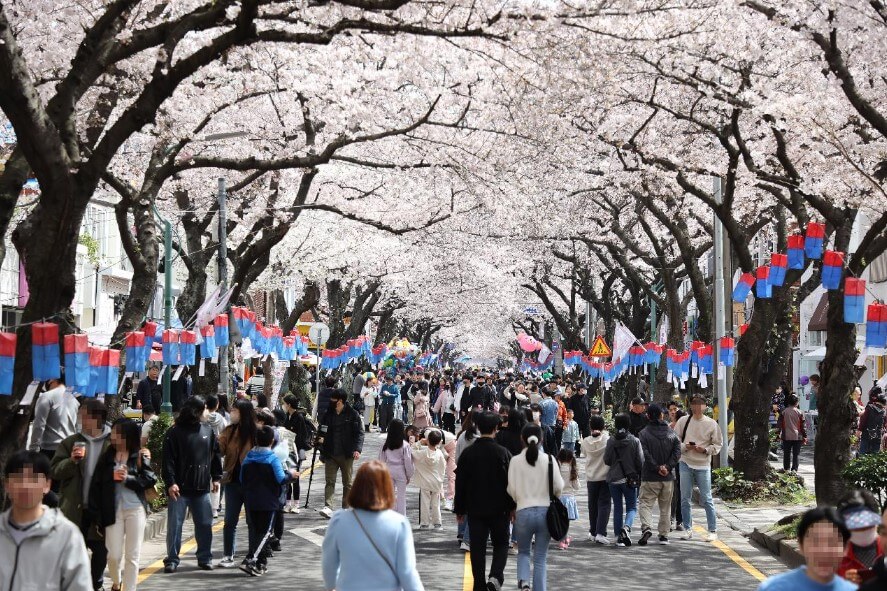 제주 전농로 벚꽃길
