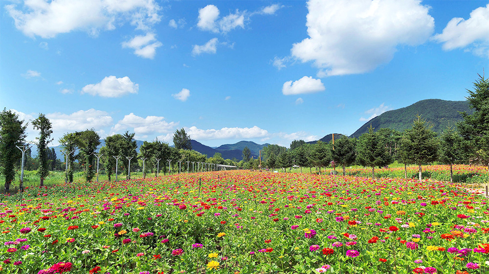 2025 자라섬 꽃 페스타 / 사진=가평군 문화관광 출처