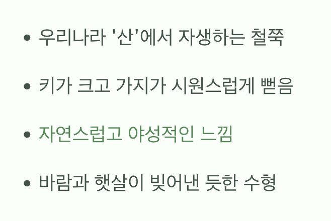 정원의 작은 산, 산철쭉의 매력