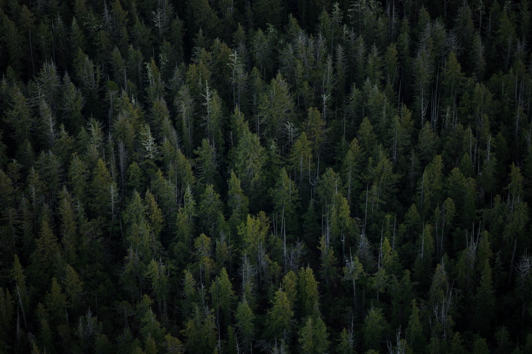 Forestry