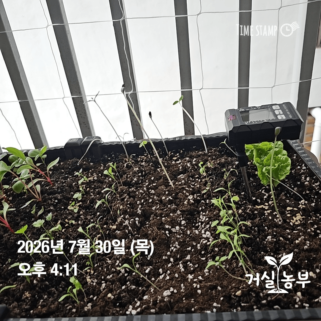 고수가 많이 자라 고수밭처럼 변한 말레이시아 베란다 텃밭