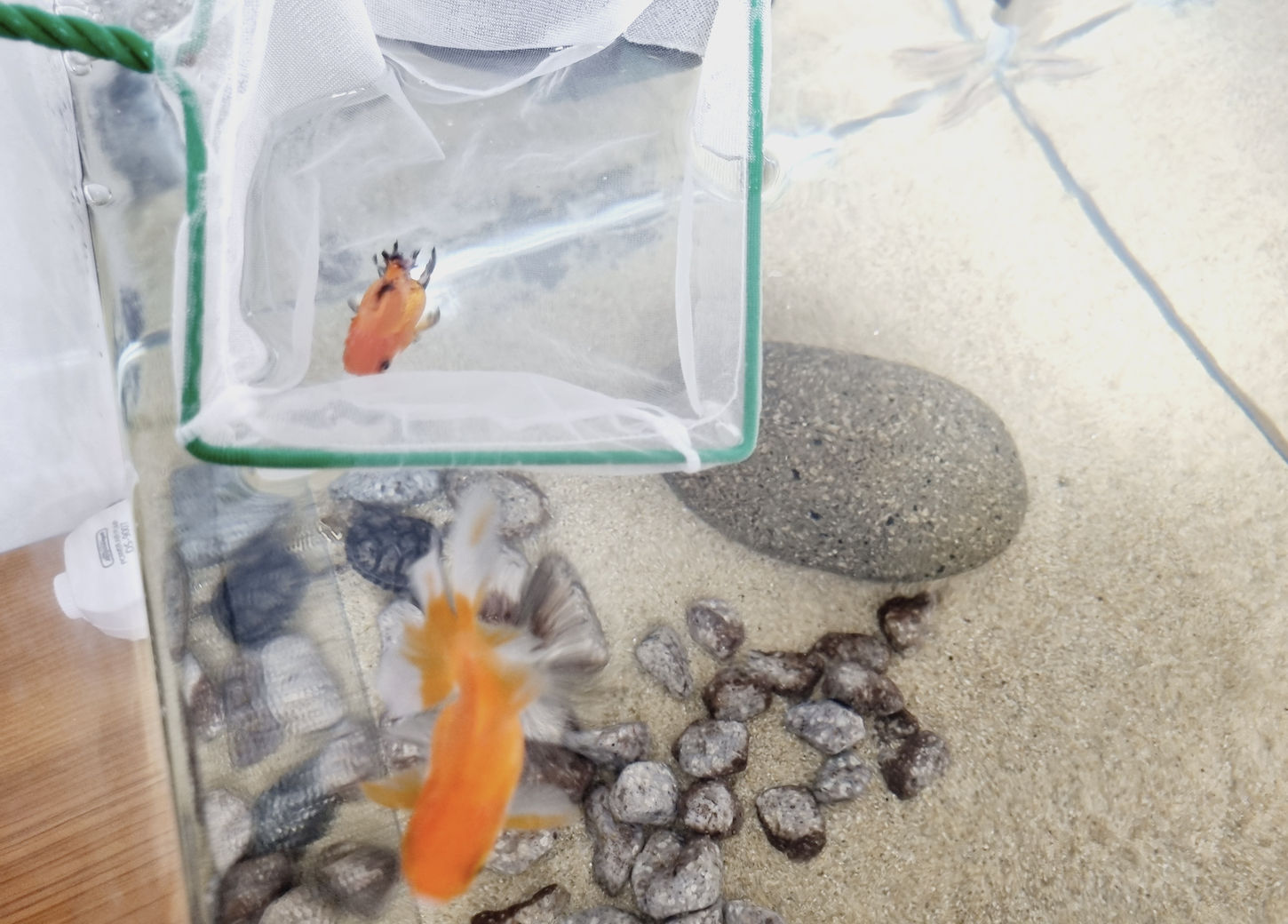 오란다 금붕어