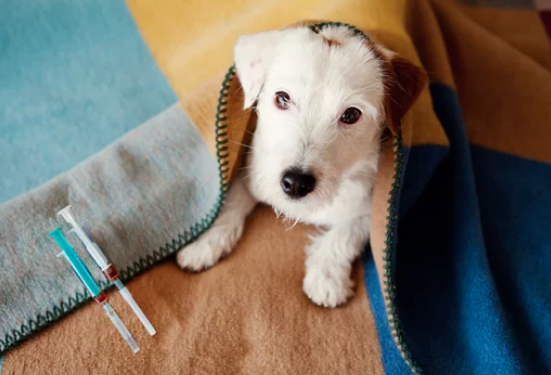 강아지 사진/출처:어도비스톡