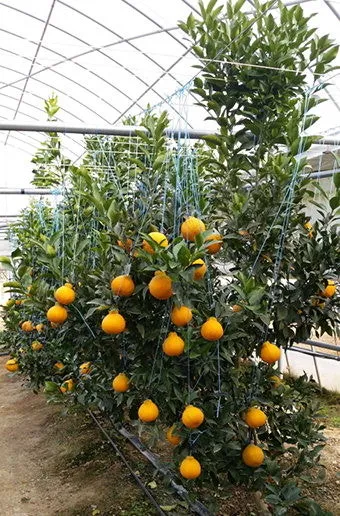 한라봉 재배 비가림 재배 가지 전정 당도 높이기_32