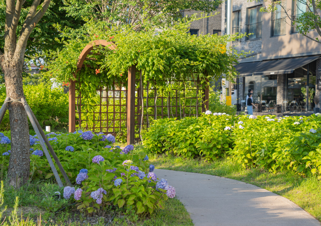 신동수변공원 수국