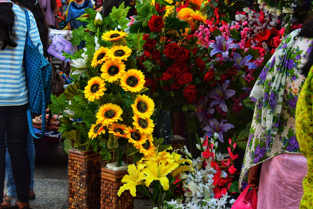 Jeju Canola Flower Festival