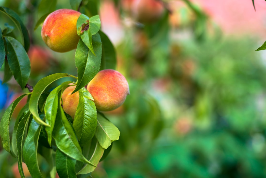 Peach