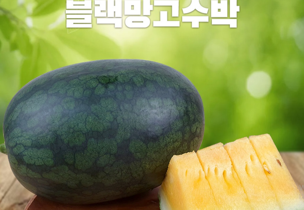 극한직업-전북-고창-블랙망고수박-아어가지농장