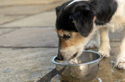 물마시는 강아지