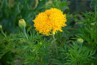 8월에 피는 꽃 이름 종류별 특징 정리 보기_22