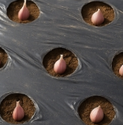 마늘 심는 방법