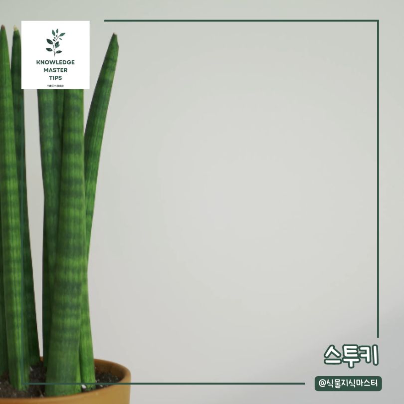 신혼집에 선물하기 좋은 식물 선물, 스투키