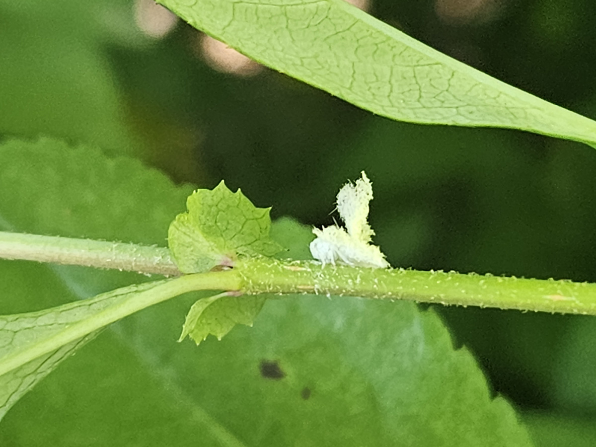 갈색날개매미충1