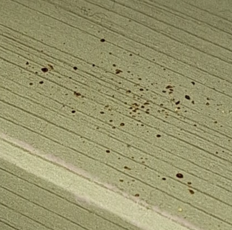 오래된 빌라, 아파트 바퀴벌레 똥과 물린자국으로 서식 여부 알 수 있어요