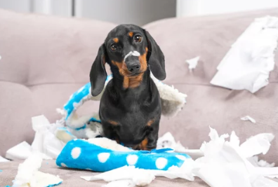 닥스훈트/출처:어도비스톡