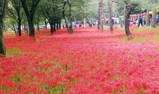 영광 불갑산 상사화 축제 2025, 절정 시기·행사 일정·주차 꿀팁 총정리 관련 사진