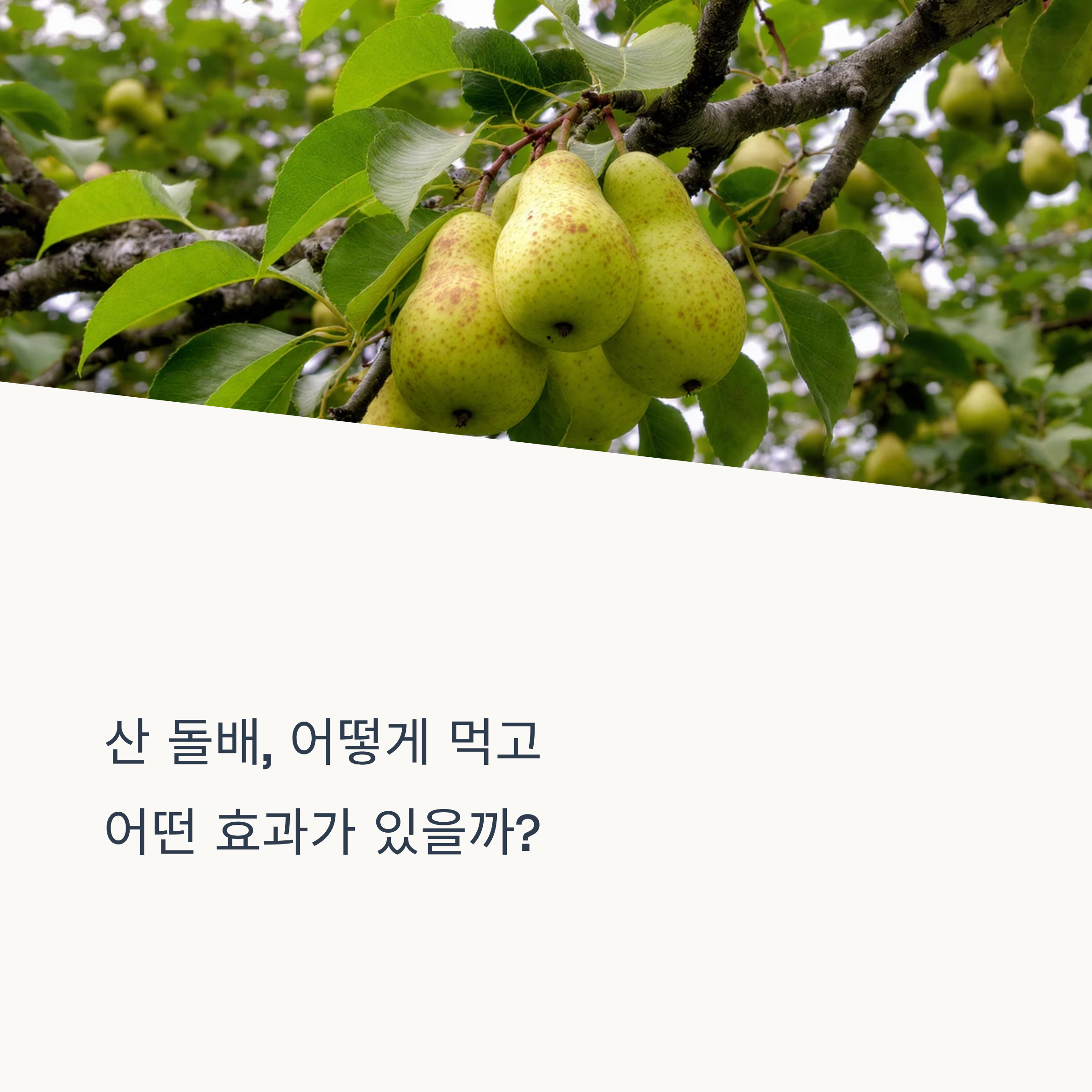 산 돌배, 먹는 법과 효능부터 부작용까지 총정리
