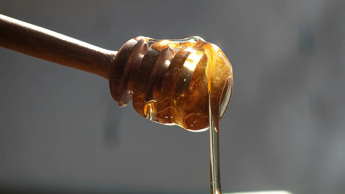 일본 긴자 꿀벌 프로젝트 실험에서 현실로: 긴자 허니의 등장