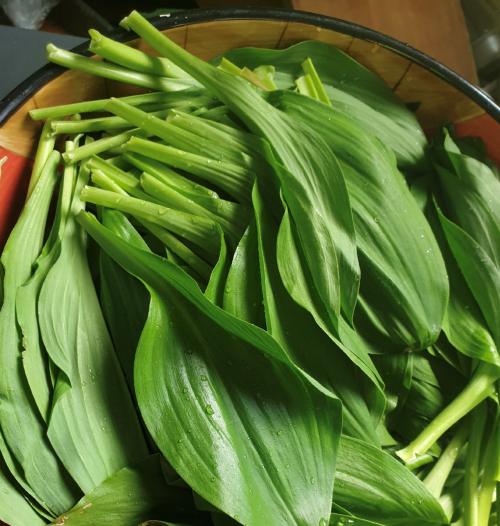 산마늘/명이 (Allium victorialis)