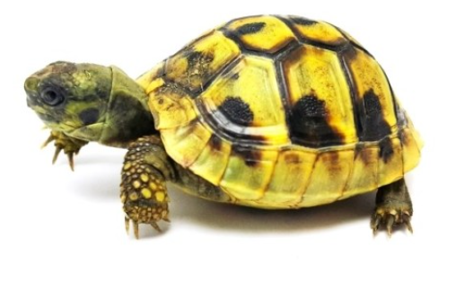 동헤르만 육지거북