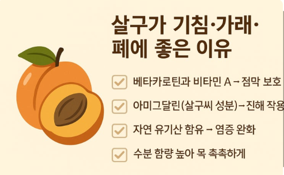 살구의 호흡기 보호에 대한 효과 관한 이미지
