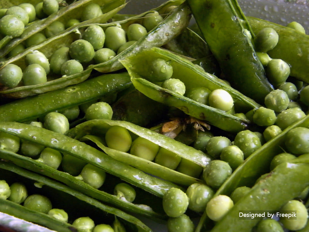 완두콩 심는 시기