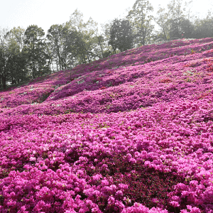 4월 여행하기 좋은 군포 철쭉축제의 모습