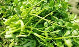 미나리 사진 - 00122