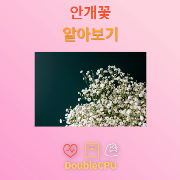 안개꽃 꽃말 및 탐구