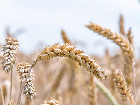 카무트 혈당 관리