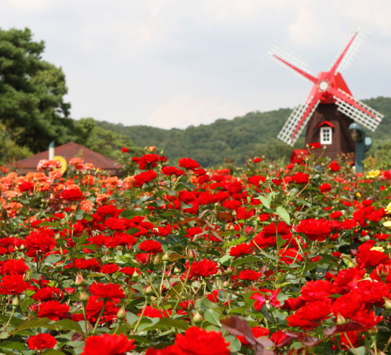 장미원까지-가는방법