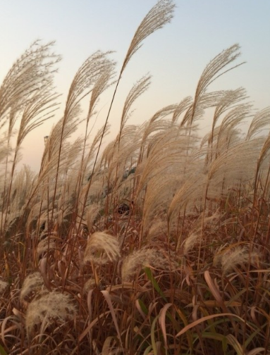2024년 서울 억새 축제 일정
