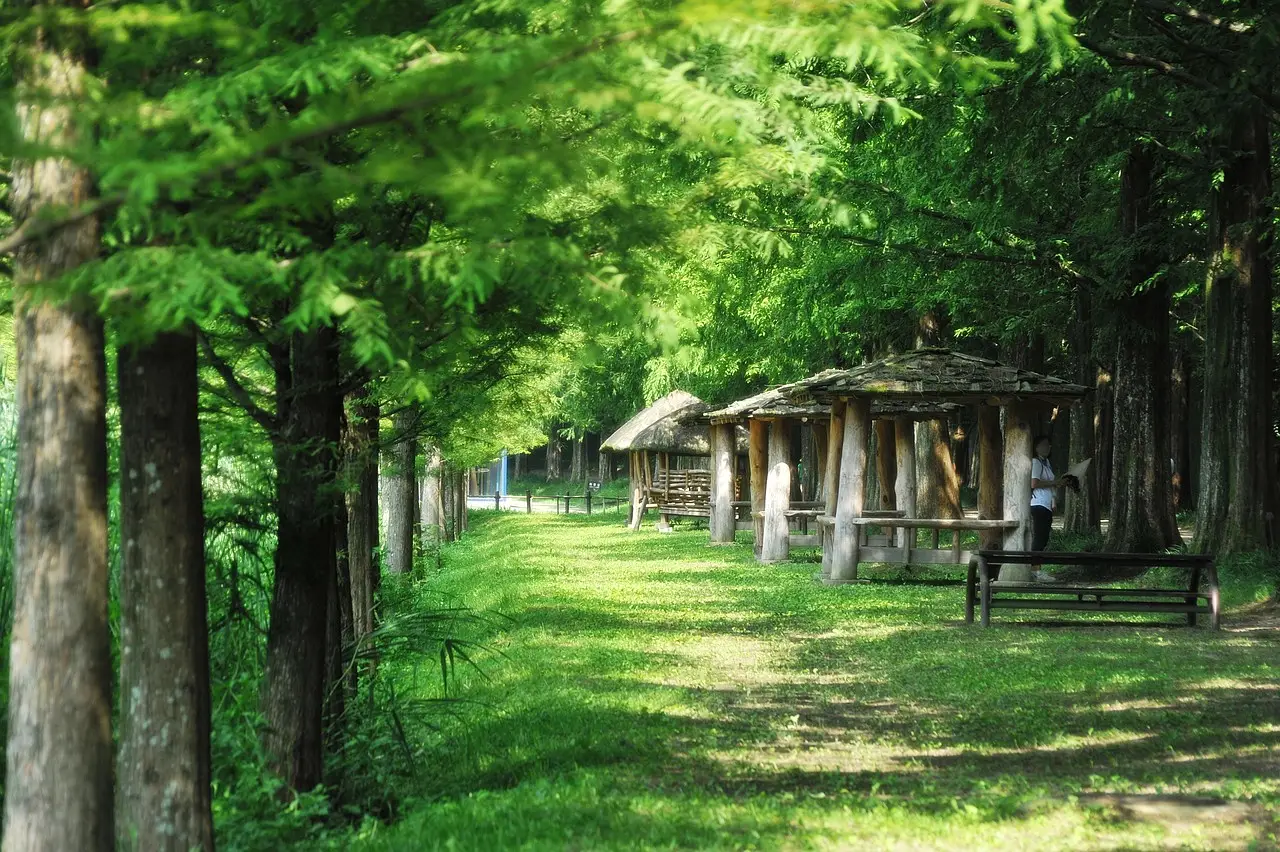 담양 메타세콰이어 숲