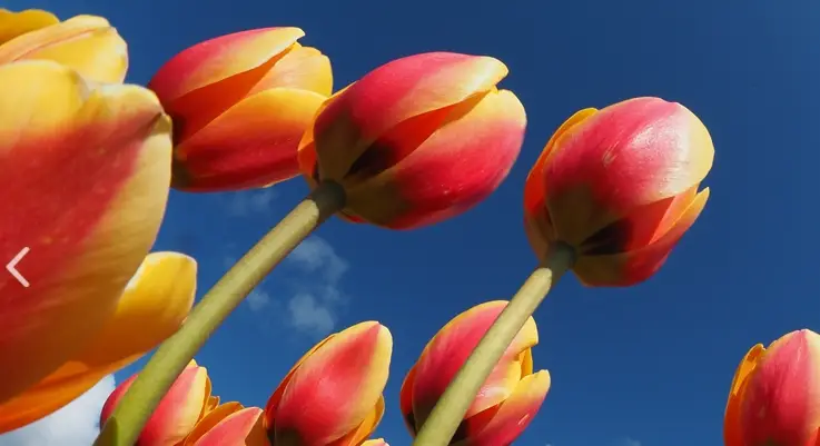 2025년 태안 튤립축제 일정&amp;#44; 개화시기&amp;#44; 주차장&amp;#44; 입장료