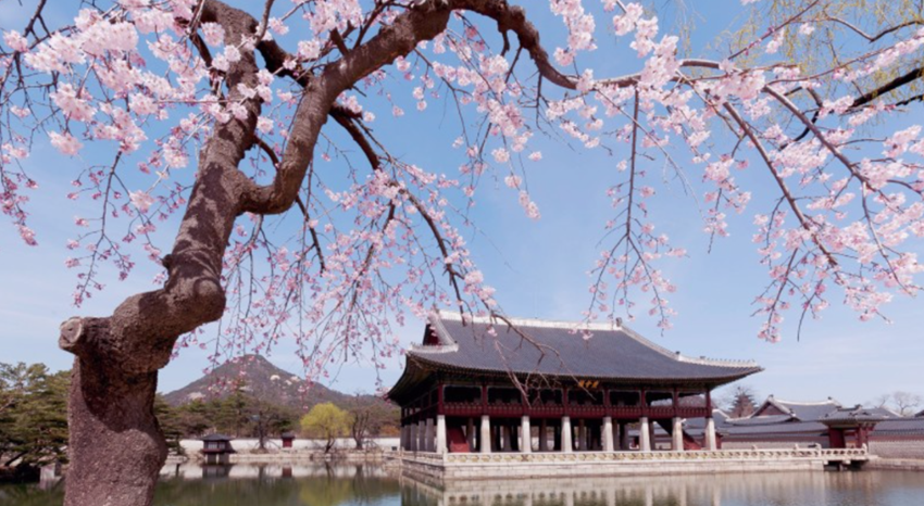 서울벚꽃만개시기