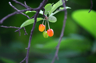 보리수 열매 먹는법, 효능, 수확시기 및 부작용