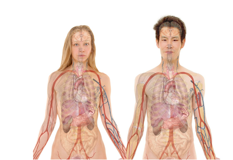 연애 초기와 장기 연애에서 감정이 변하는 이유