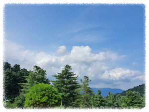 경기도잣향기푸른숲